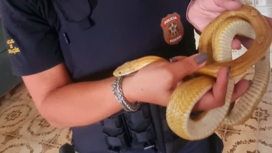 PF captura cobra durante operação em Duque de Caxias/RJ