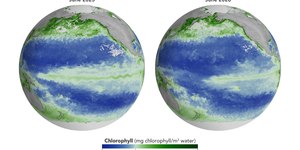 El Niño já começa a afetar a vida marinha no Pacífico