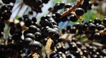 Cerrado%20vira%20nova%20fronteira%20do%20a%C3%A7a%C3%AD%20com%20tecnologia%20e%20pesquisa