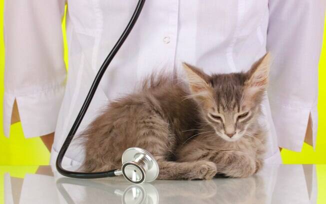 Em check up veterinário de emergência, lembre-se de informar com detalhes o estado de saúde do animal