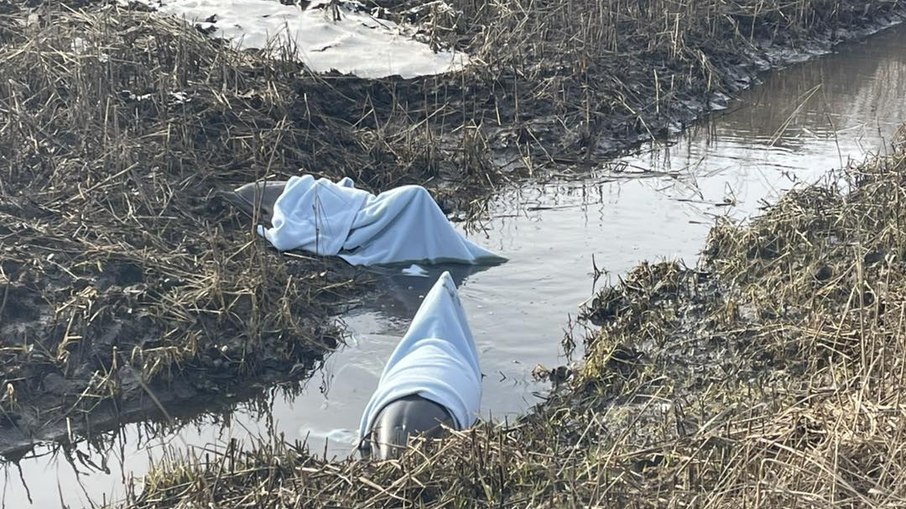 Dois golfinhos ficam presos em lamaçal e são resgatados em operação nos EUA