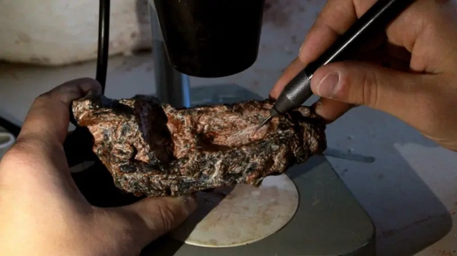 Fóssil de réptil mais antigo que dinossauro é encontrado no Brasil