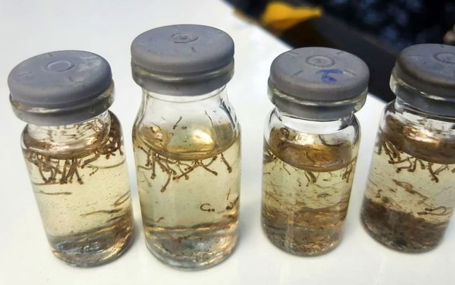 Araçatuba mantém alerta de epidemia de dengue após novo índice de infestação Araçatuba mantém alerta de epidemia de dengue após novo índice de infestação