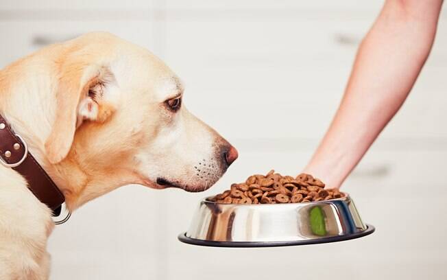 Confira dicas de especialista para melhorar a alimentação do cão