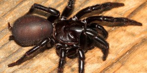 Pior veneno do mundo: nova aranha descoberta tem tamanho incomum