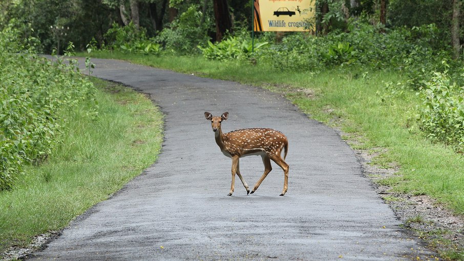 Pontes e corredores ecológicos já salvaram a vida de mais de 10 animais na capital dos Estados Unidos Pontes e corredores ecológicos já salvaram a vida de mais de 10 animais na capital dos Estados Unidos