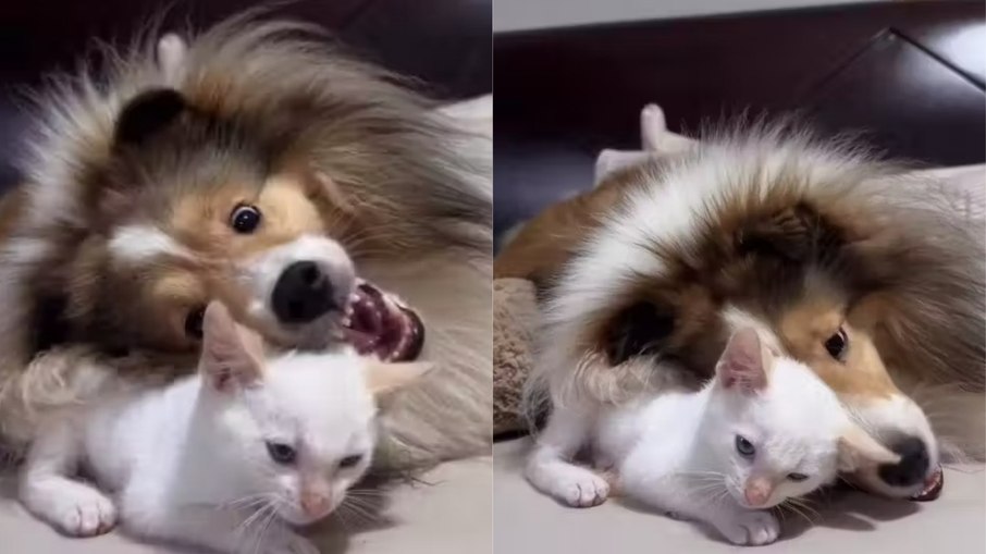 Gatinho e cachorrinha viram melhores amigos em 15 dias Gatinho e cachorrinha viram melhores amigos em 15 dias