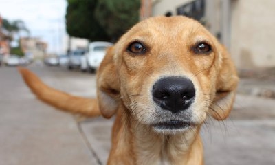 Ícone do Brasil, cachorro caramelo vai virar filme na Netflix