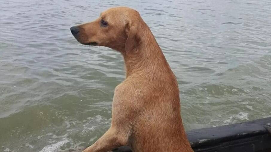 Cachorro foi resgatado enquanto tentava encontrar a 'namorada'