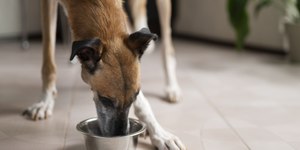 Como fazer soro caseiro para cachorro: guia rápido