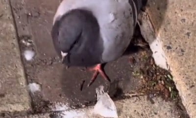 Pombo é flagrado paralisado após comer cocaína