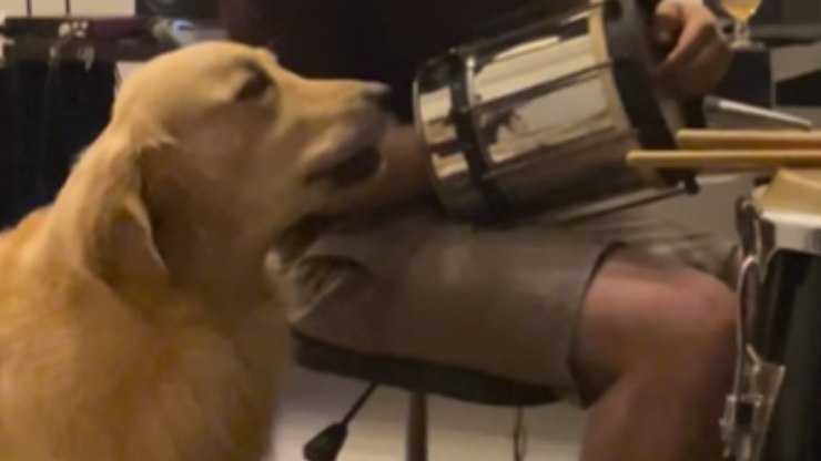 Cão “cantor” impressiona ao reproduzir som de cuíca: "Arrasou"