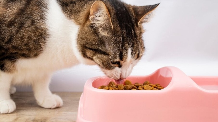 Estudo revela como pandemia mudou o comportamento dos gatos no Brasil