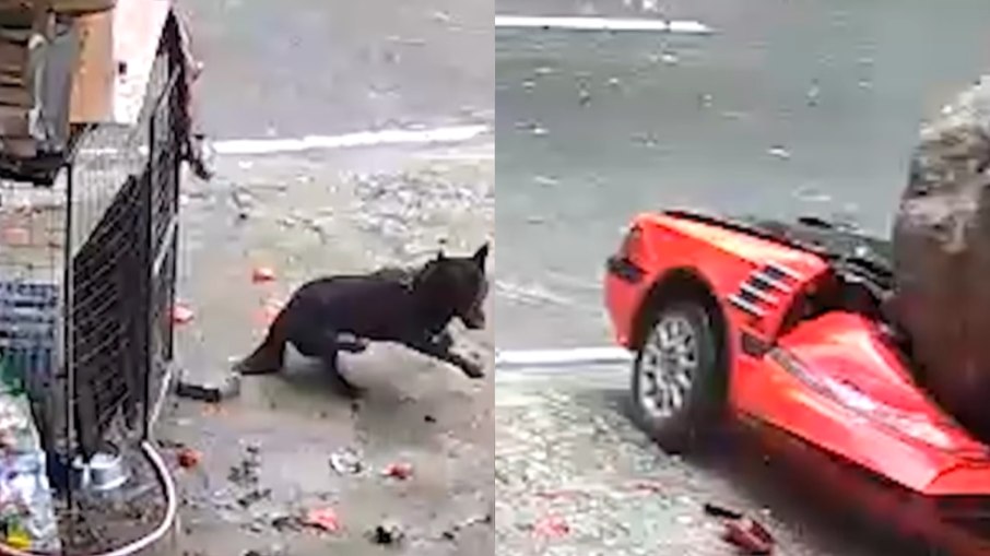Cadela quase morre esmagada por rocha de 30 toneladas Cadela quase morre esmagada por rocha de 30 toneladas