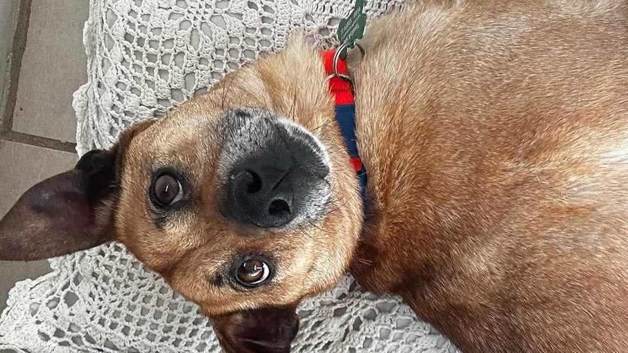 Marcelinho, cão de três patas regatado das enchentes do Rio Grande do Sul Marcelinho, cão de três patas regatado das enchentes do Rio Grande do Sul