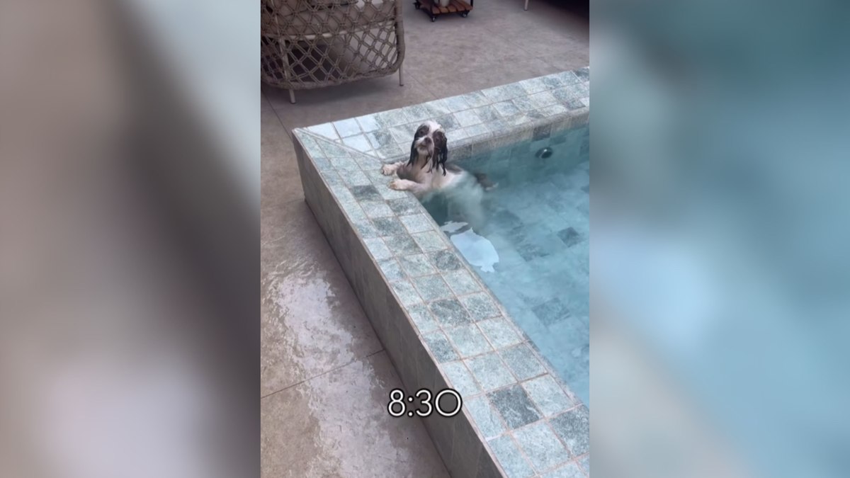 Cachorrinha é flagrada curtindo piscina logo pela manhã Cachorrinha é flagrada curtindo piscina logo pela manhã