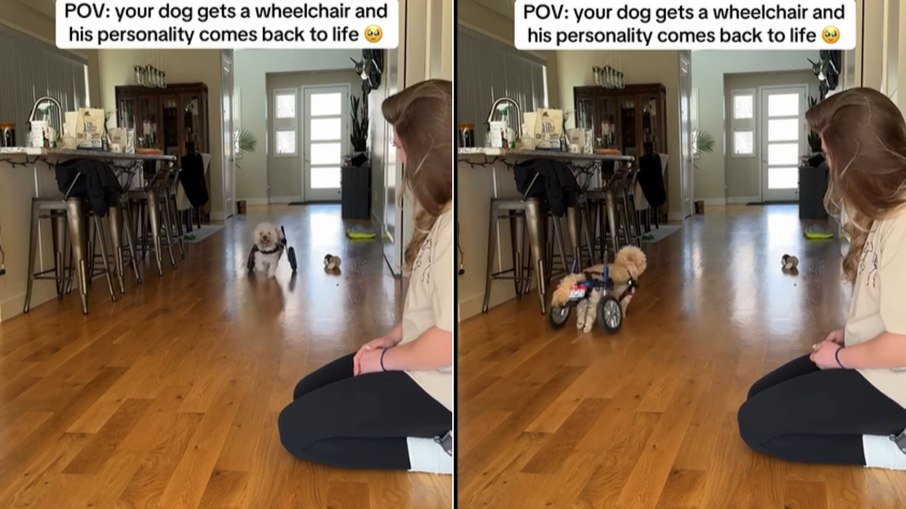 Cachorro paraplégico viraliza ao brincar com cadeira de rodas em casa Cachorro paraplégico viraliza ao brincar com cadeira de rodas em casa
