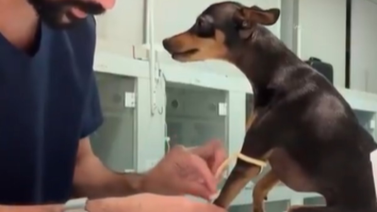 Pinscher tranquilo vira sucesso na internet