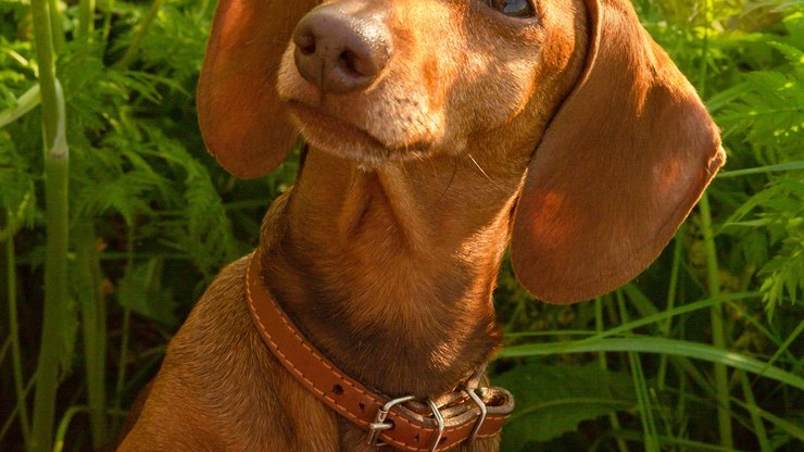 Cães 'salsichas' têm 25% mais chance de ter hérnia de disco