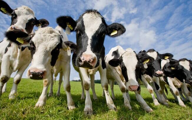 Estudo feito com quatro vacas mostrou que elas eram capazes de agir muito mais rápido contra o HIV do que o humano