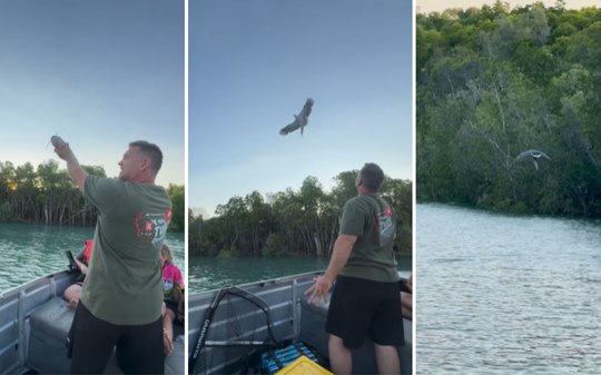 Águia impressiona ao agarrar peixe lançado no ar; veja o vídeo