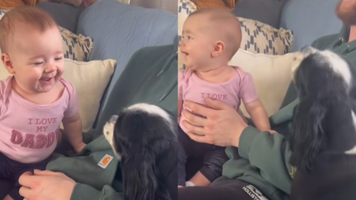 Criança caiu na risada com latido do cachorro Criança caiu na risada com latido do cachorro