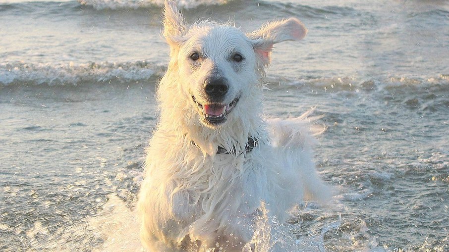 Cão da raça kuvasz se diverte na praia