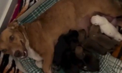 Cachorra dá à luz 7 filhotes de tons diferentes