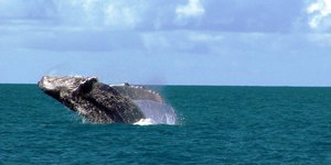 Temporada de baleias em São Sebastião deve atrair 13 mil turistas