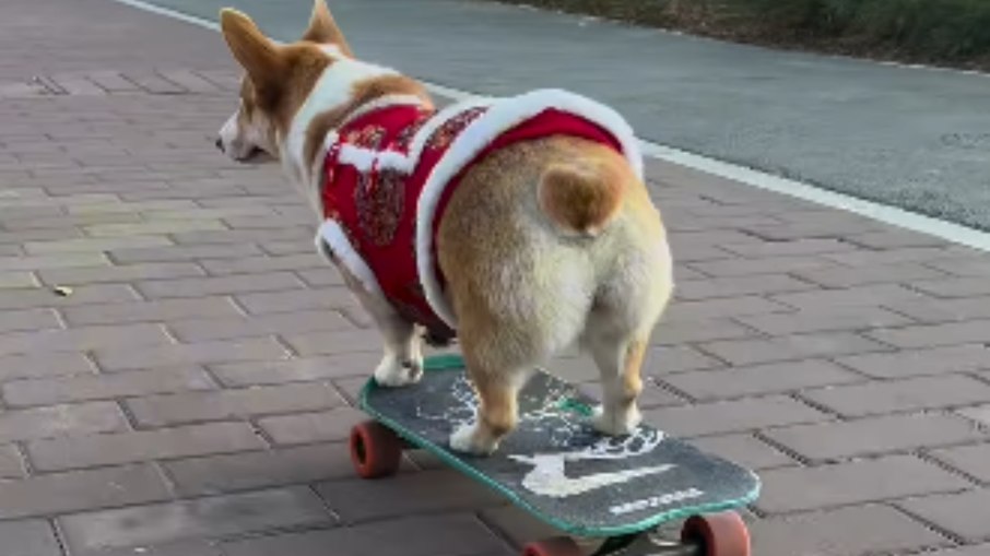 Cão surpreende internautas ao andar de skate