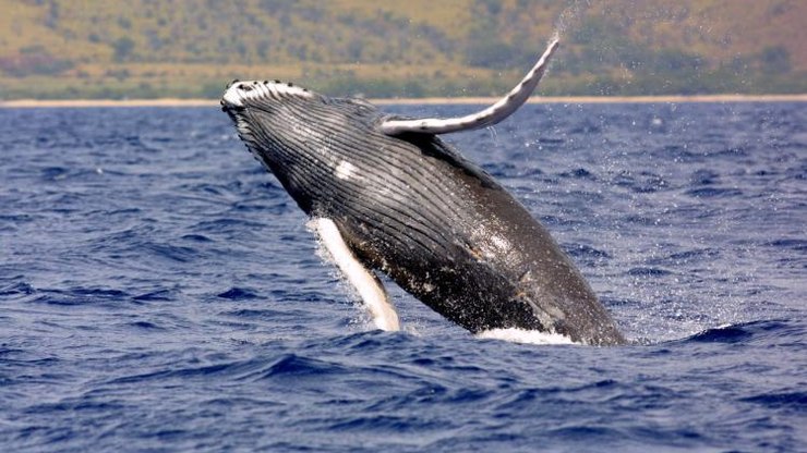 Baleia-jubarte fica presa pela terceira vez na costa da Alemanha