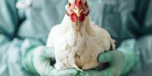 Ministério da Agricultura confirma primeiro foco de gripe aviária em granja comercial no Brasil