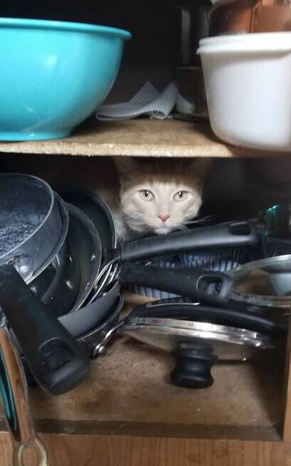 Oliver dentro de armário da cozinha