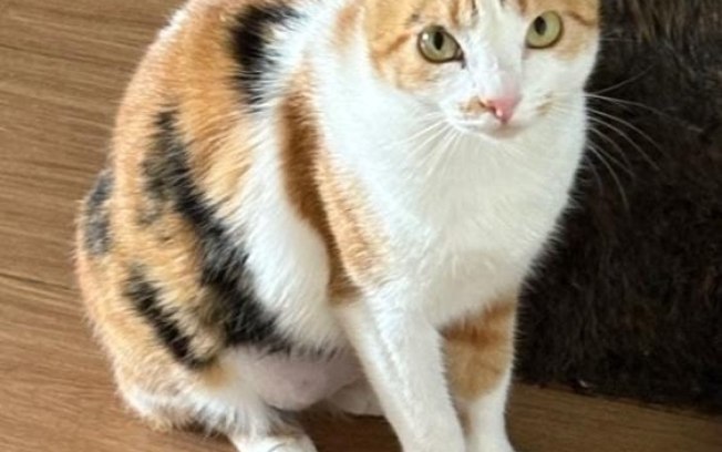 Homenagem da Funerais Pet à gatinha Biza