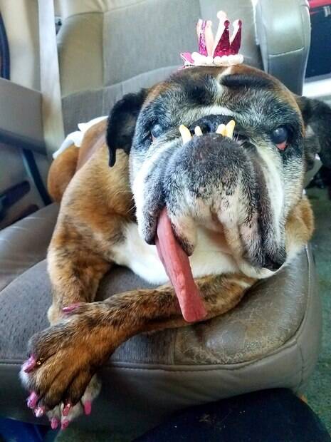 Morre Buldogue inglês Zsa Zsa, que ganhou o título de cão mais feio do mundo