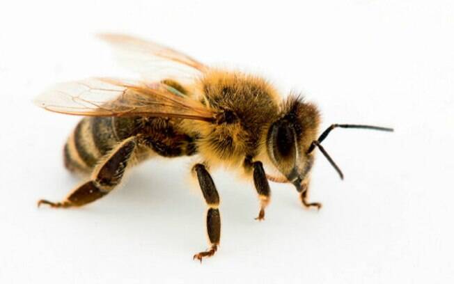 Com tensão muscular e muito estresse, a mulher procurou a terapia alternativa com abelhas e não sobreviveu às picadas 