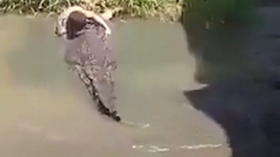 Turista foi atacado por crocodilo Turista foi atacado por crocodilo