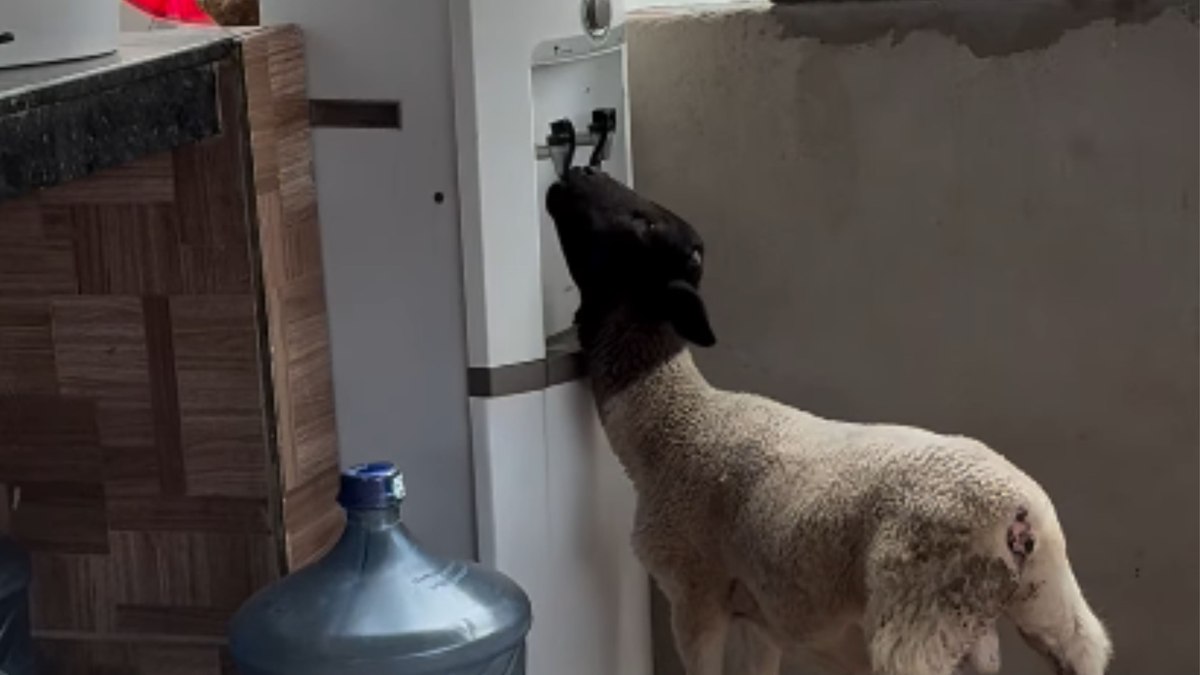 Cabrito é flagrado bebendo água gelada sozinho em bebedouro