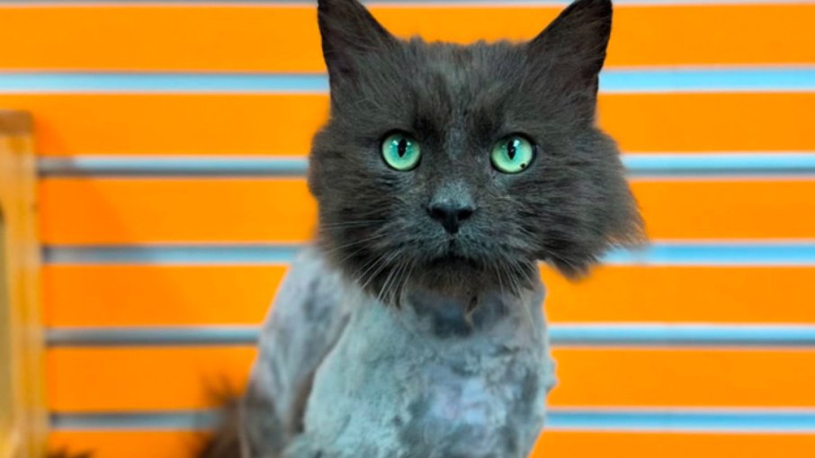 Buddy, também conhecido como Snack Wrap Buddy, também conhecido como Snack Wrap