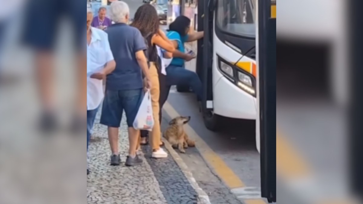 Caramelo dificulta caminho de passageiros ao pegarem ônibus Caramelo dificulta caminho de passageiros ao pegarem ônibus