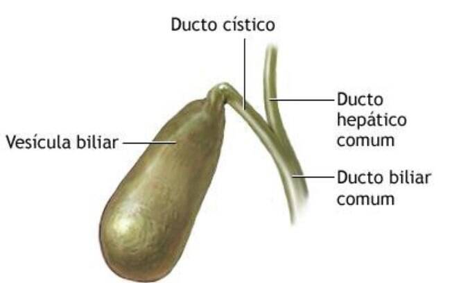Anatomia da vesícula biliar