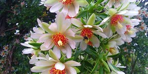 Anvisa proíbe suplementos alimentares irregulares