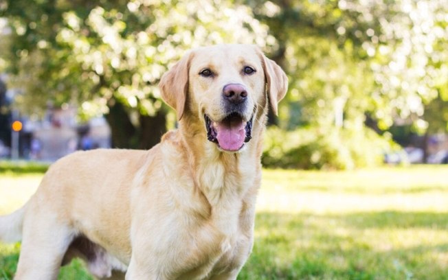 10 raças mais indicadas para quem nunca teve um cachorro