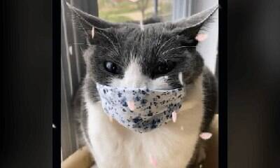 Pets não estão preparados para usar máscaras, alerta veterinária