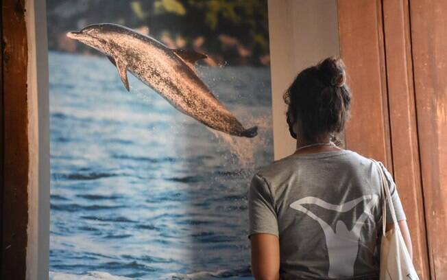 Ilhabela abre exposição fotográfica &#39;Baleias e Golfinhos&#39; | Litoral Norte | iG