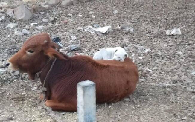 Vaca e cachorro dormindo