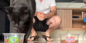 Gato vidente prevê destino do Brasil contra Noruega na Copa
