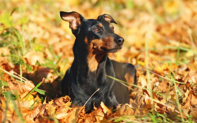 Conheça as características do pinscher alemão