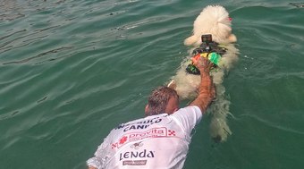 C%C3%A3ozinho%20salva-vidas%20%C3%A9%20destaque%20nas%20praias%20de%20M%C3%A1laga