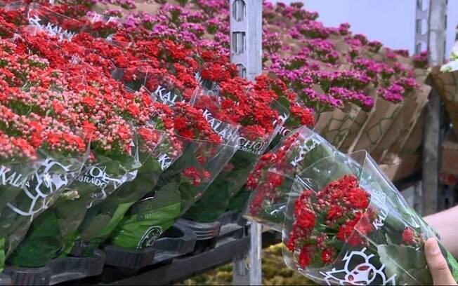 Finados: Mercado de Flores prevê aumento de mais de 30% nas vendas